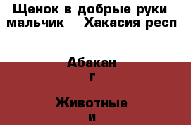 Щенок в добрые руки (мальчик) - Хакасия респ., Абакан г. Животные и растения » Собаки   . Хакасия респ.,Абакан г.